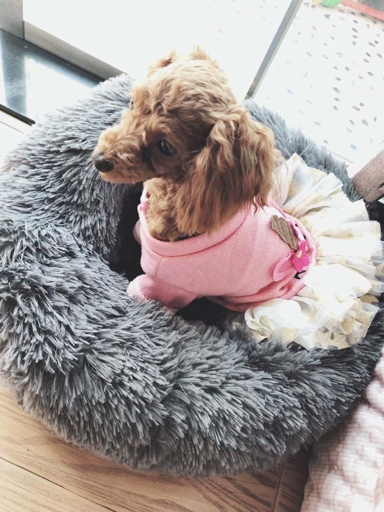 Calming Donut Dog Bed — Ultra-Soft Plush for Anxious Pets